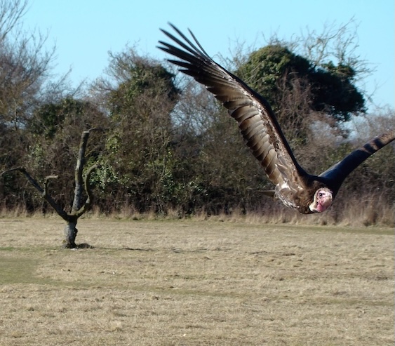 slender-billed vulture